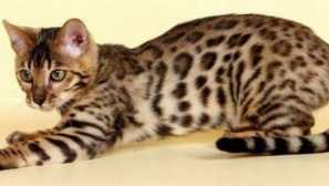 Бенгалска котка - снимка и описание.